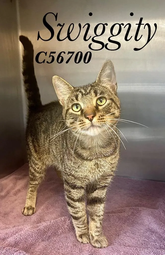 An adult small-sized male Domestic Short Hair cat named Swiggity for adoption in Clarksville, TN