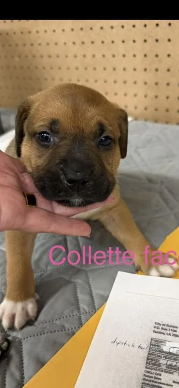 Collette