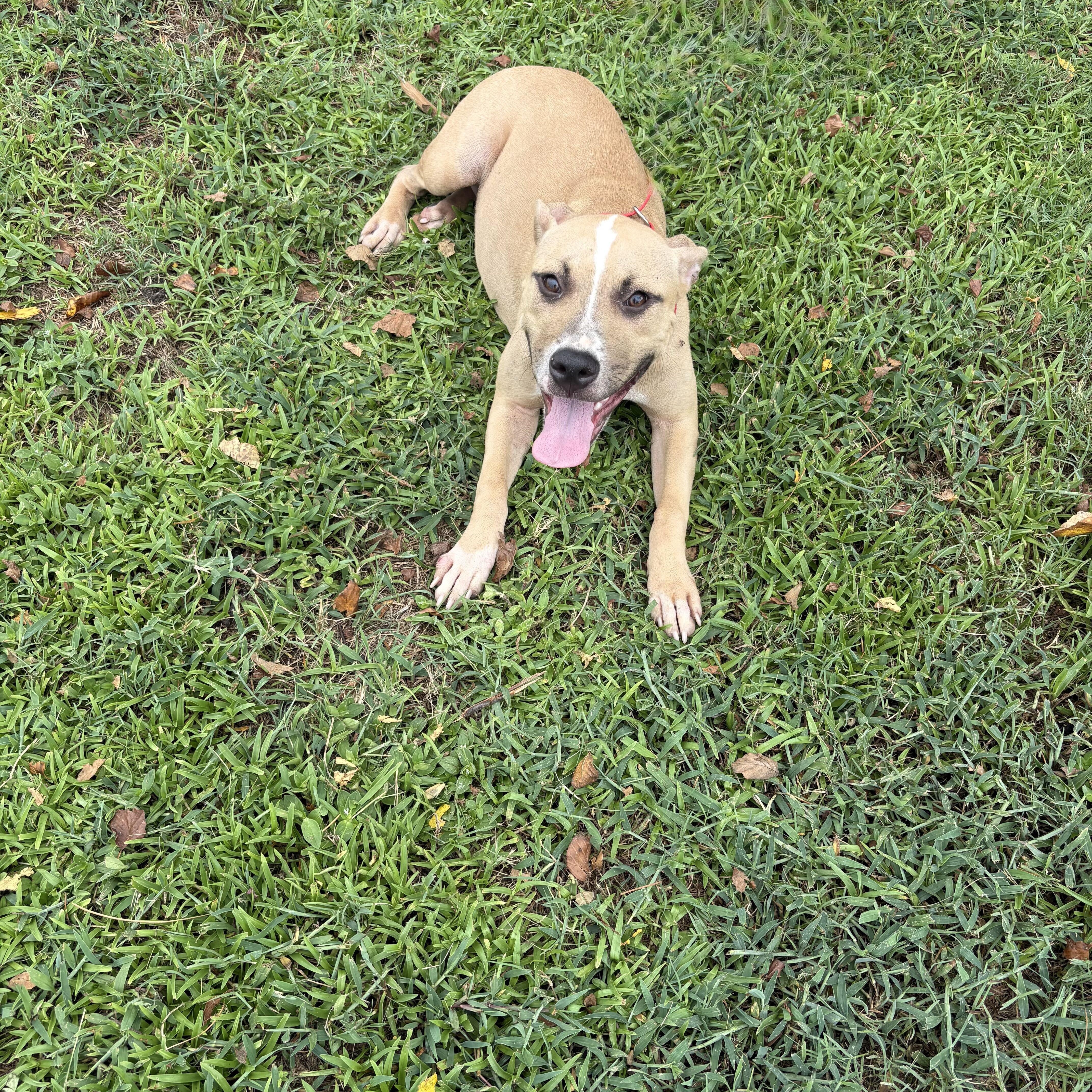 A young medium-sized female Yellow / Tan / Blond / Fawn Pit Bull Terrier dog named Paisley for adoption in Valdosta, GA