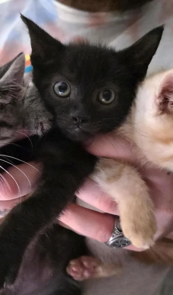 A baby small-sized male Domestic Short Hair cat named Commander Zavala for adoption in Escondido, CA