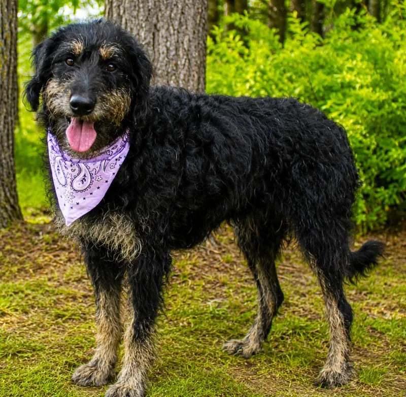 An adult medium-sized female Bicolor Labradoodle dog named Sophie for adoption in Cheboygan, MI