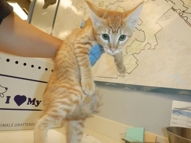A baby small-sized female Domestic Short Hair cat named A for adoption in San Jose, CA