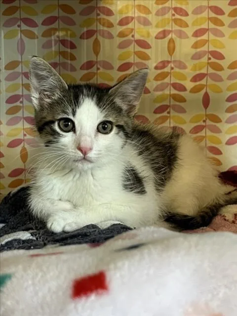 A baby small-sized male White Domestic Short Hair cat named Baby for adoption in Woodland, CA