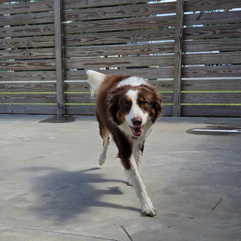 An adult medium-sized female Australian Shepherd dog named Pixie for adoption in Freeport, FL