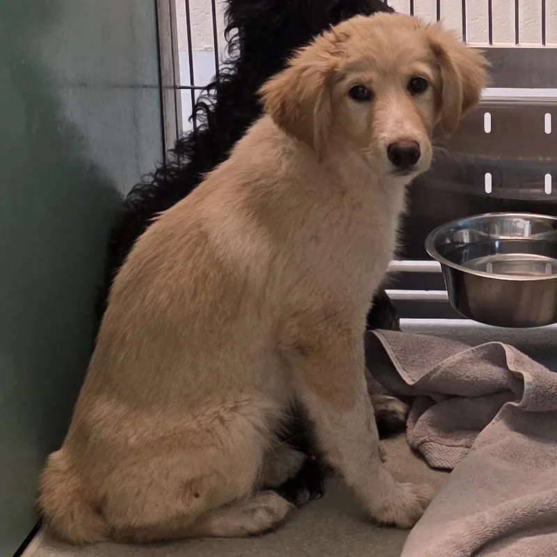 A baby medium-sized male Golden Retriever dog named Sawyer for adoption in Norman, OK