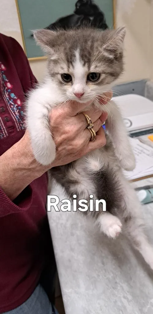 A baby small-sized female Domestic Short Hair cat named Raisin for adoption in Plattsburgh, NY
