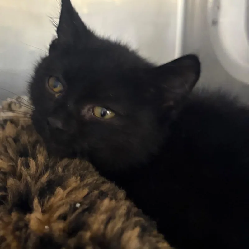 A baby small-sized male Black Domestic Short Hair cat named Salem for adoption in Spokane, WA