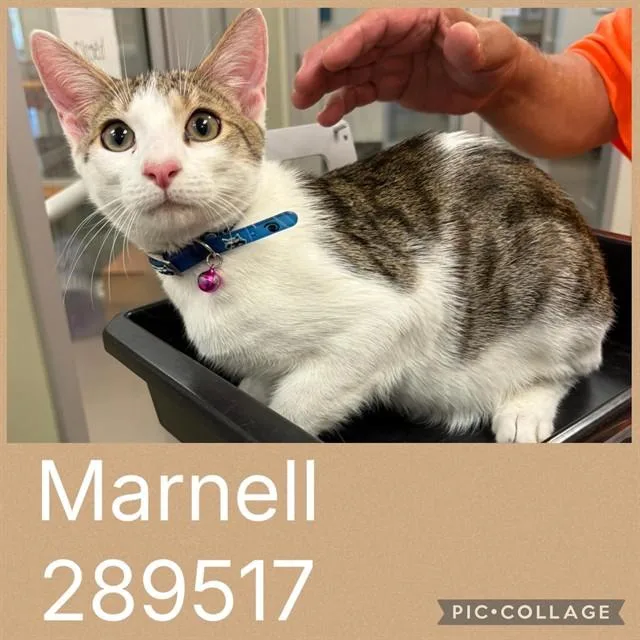 A baby small-sized male Domestic Short Hair cat named Marnell for adoption in Macon, GA