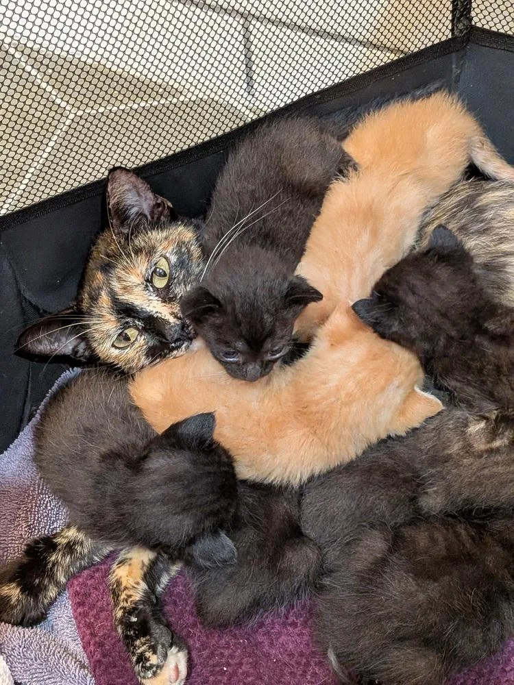 A young medium-sized female Domestic Short Hair cat named Marfa for adoption in Dallas, TX