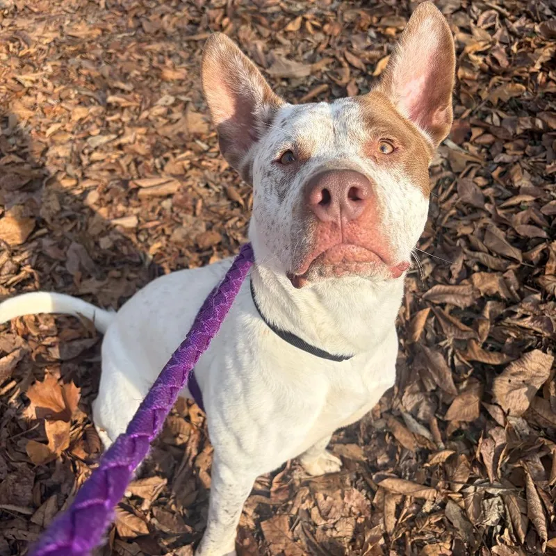 An adult large-sized male White / Cream Mixed Breed dog named Dunkin for adoption in Edwardsville, IL
