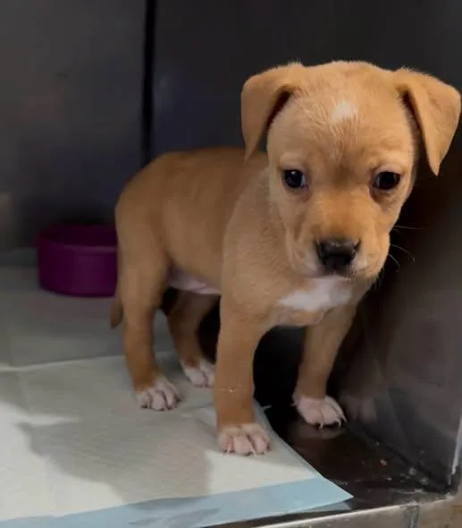 A baby medium-sized female Labrador Retriever dog named Salvation for adoption in Ozark, AL