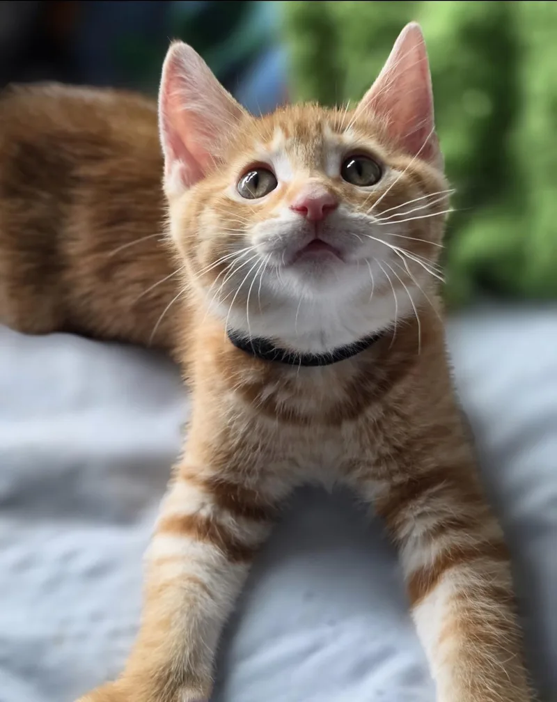 A baby small-sized male Domestic Short Hair cat named Blush for adoption in Lockport, IL