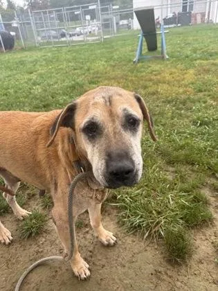 An adult medium-sized male Mixed Breed dog named Trevor for adoption in Fallston, MD