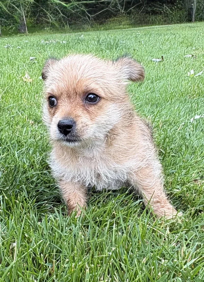 Louie
