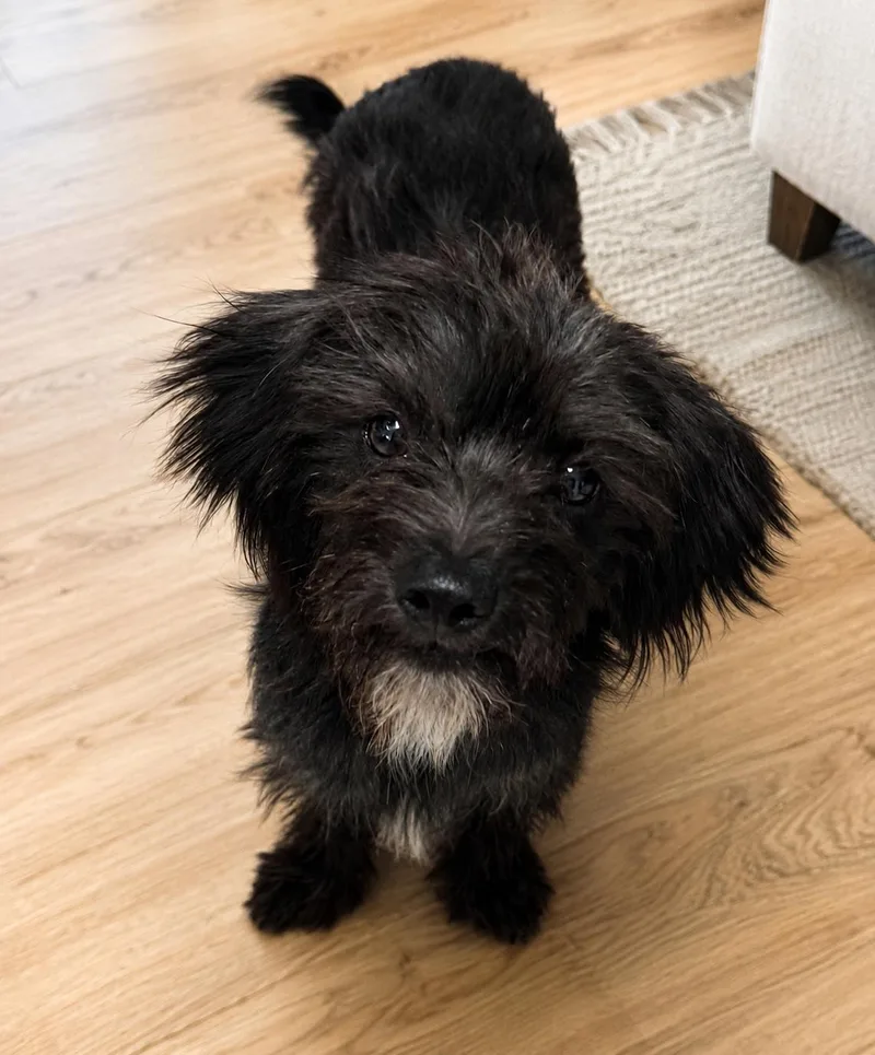 A young small-sized male Black Cairn Terrier dog named Peter for adoption in Phoenix, AZ