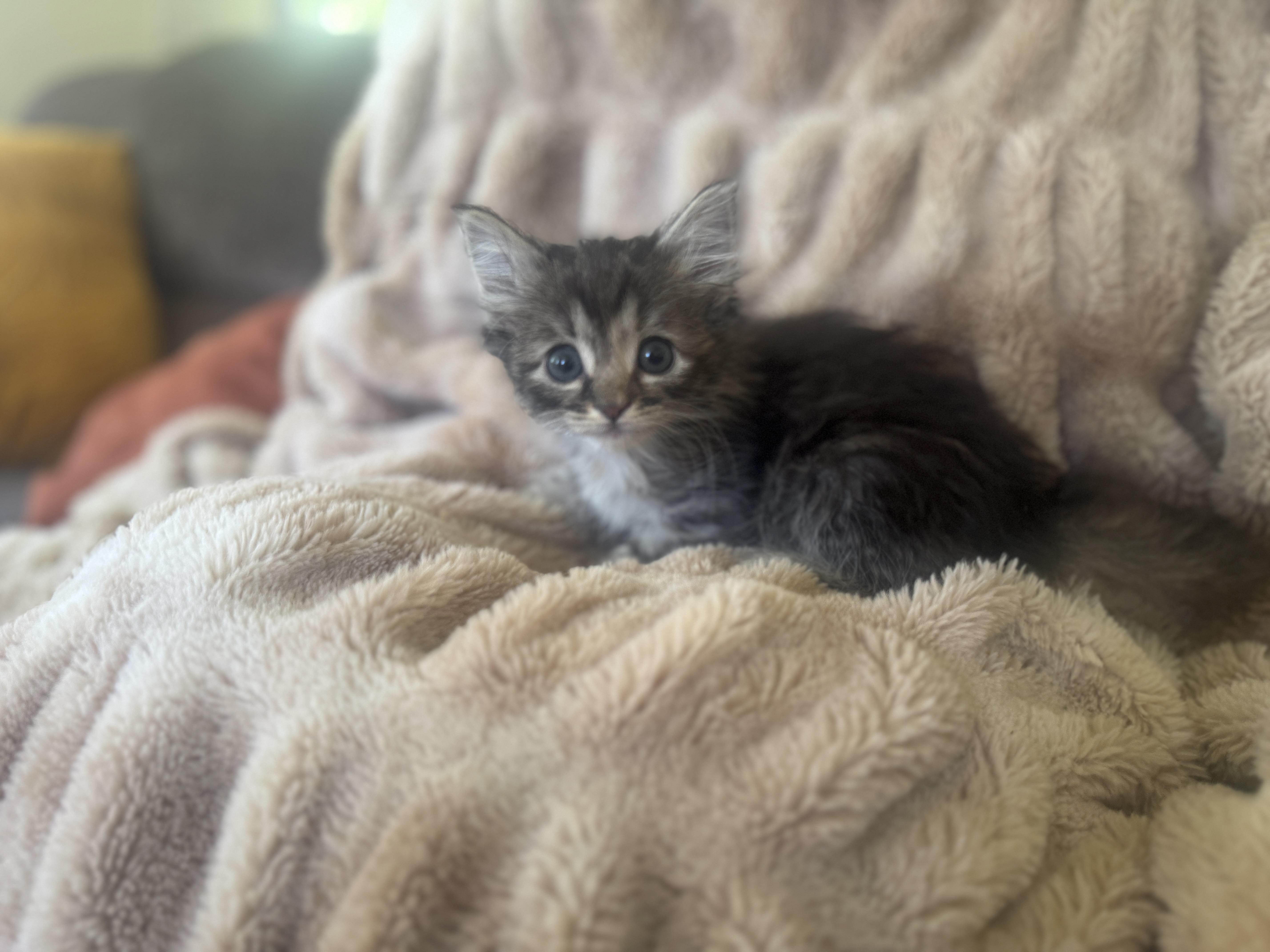 Tabitha thumbnail 2