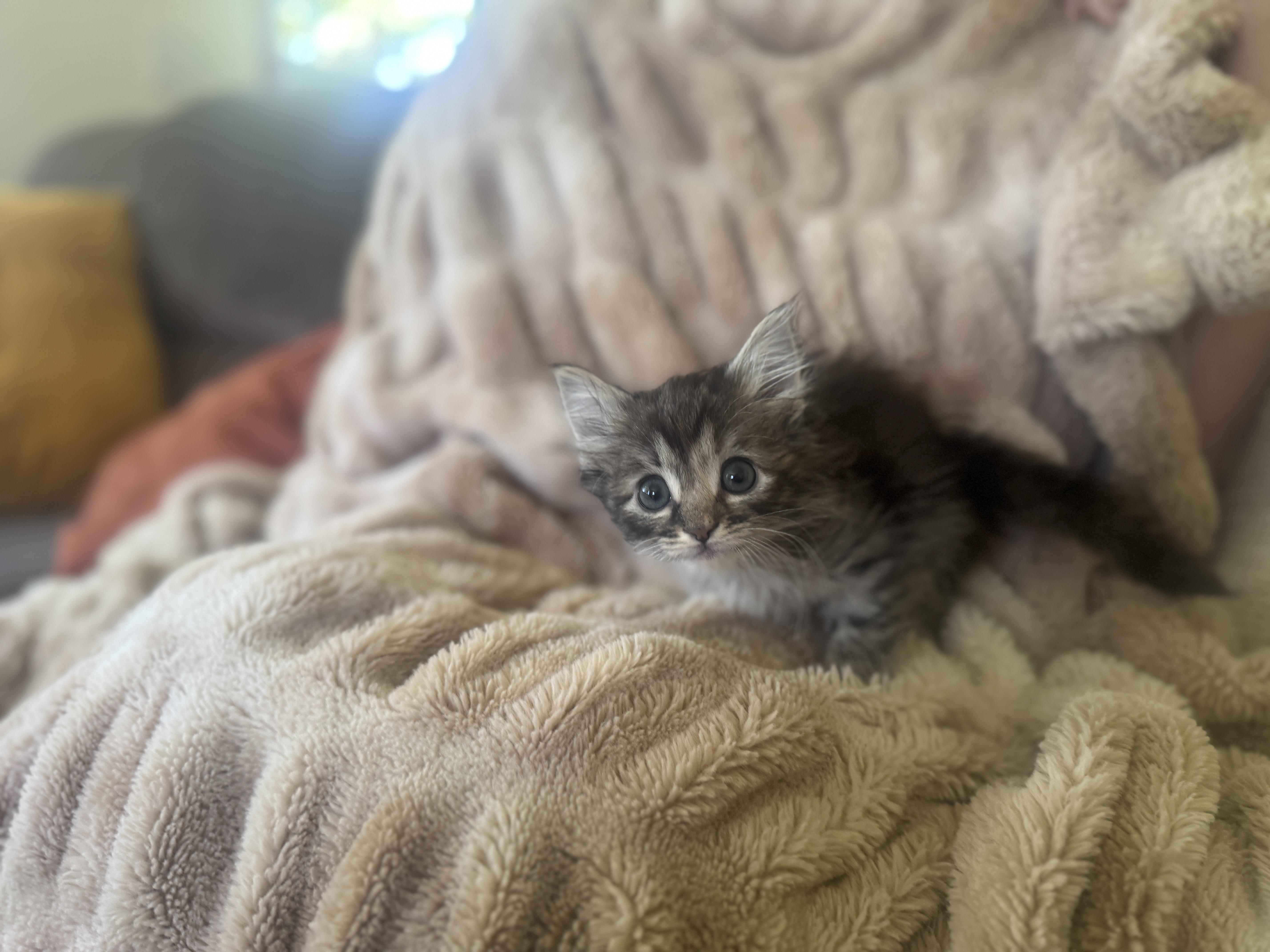 Tabitha thumbnail 4