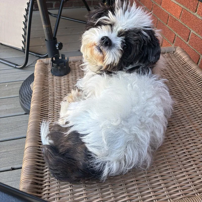 An adult small-sized female White / Cream Mixed Breed dog named Mabel for adoption in Dearborn, MI
