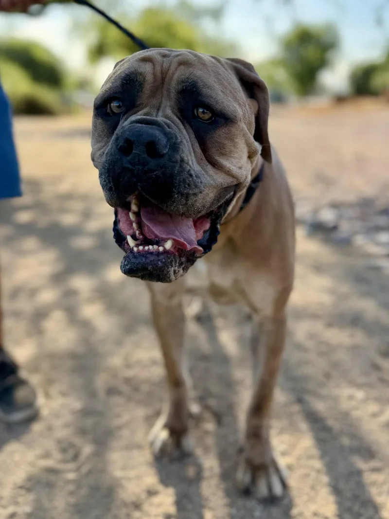 A young medium-sized female Bullmastiff dog named Nena for adoption in Glendale, AZ