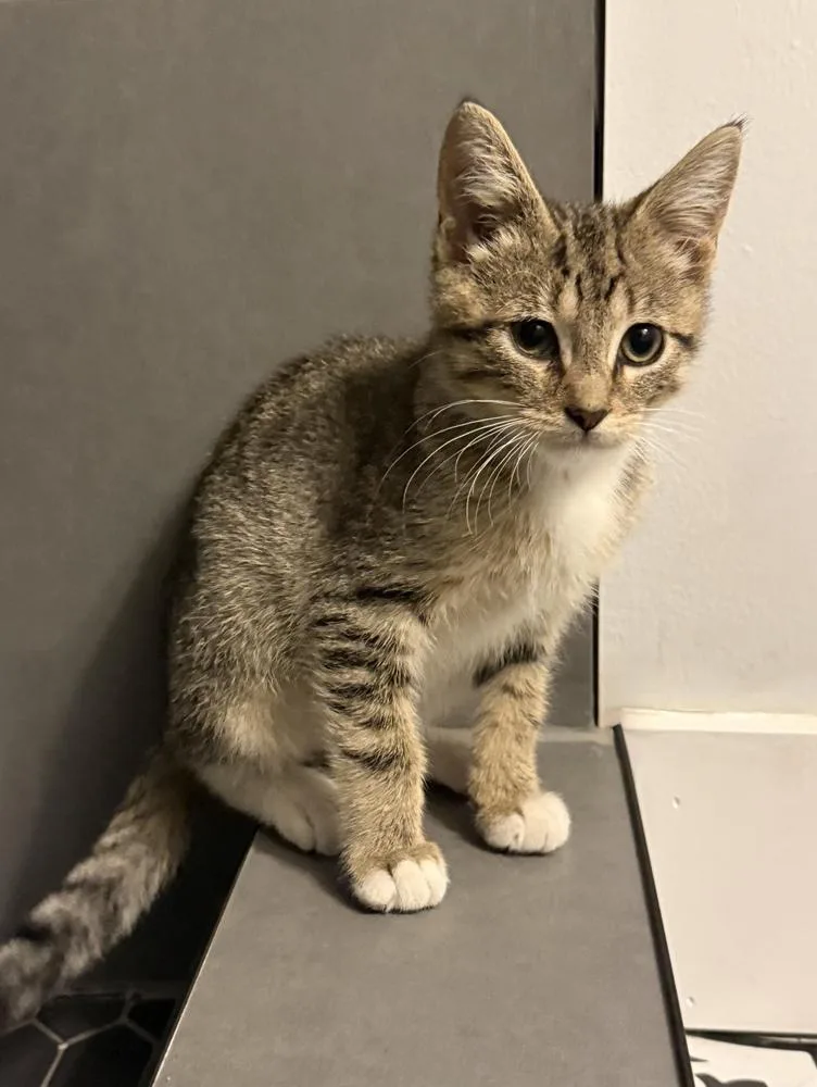 A baby small-sized male Domestic Short Hair cat named Kirk for adoption in Ferndale, MI