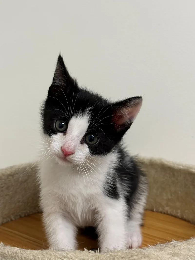 A young small-sized male Black & White / Tuxedo Domestic Short Hair cat named Sid for adoption in Syosset, NY