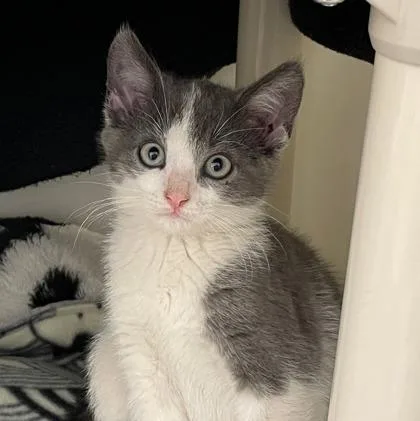 A baby small-sized male Domestic Short Hair cat named Louis for adoption in Wheaton, IL