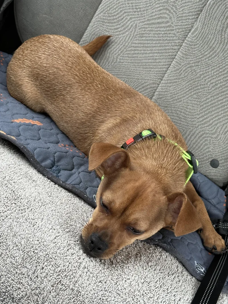 A baby small-sized male Red / Chestnut / Orange Chihuahua dog named Samson for adoption in Citrus Springs, FL