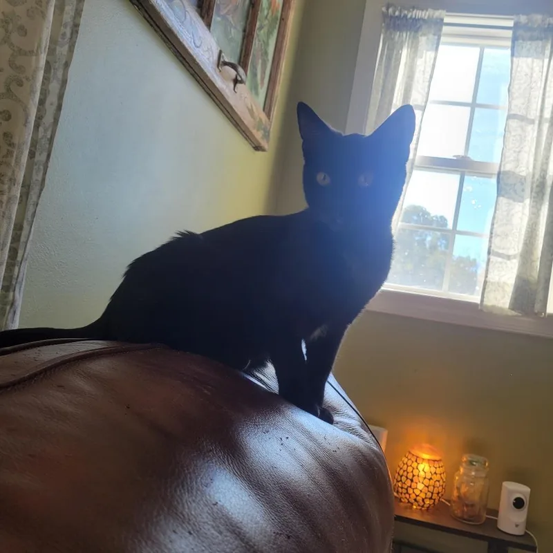 A baby medium-sized male Black Domestic Short Hair cat named Ash for adoption in Harrisonburg, VA