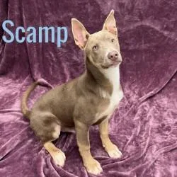 A young medium-sized male Brown / Chocolate Husky dog named Scamp for adoption in Pleasantville, NJ