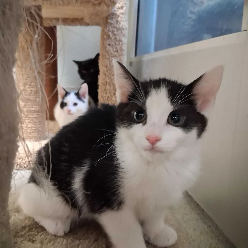 A baby small-sized male White Domestic Short Hair cat named Will for adoption in Wilmington, DE