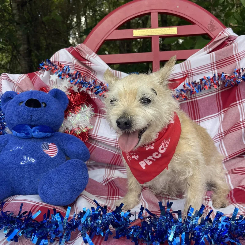 A senior small-sized male West Highland White Terrier / Westie dog named Dusty for adoption in Sebring, FL