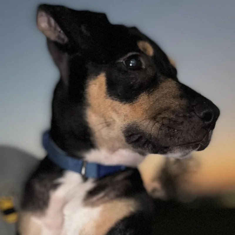 A baby medium-sized male Black American Staffordshire Terrier dog named Apollo for adoption in Liverpool, TX