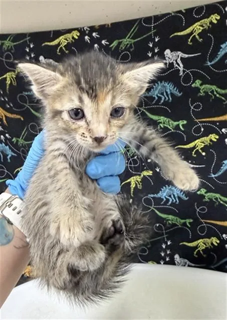 A baby small-sized female Domestic Short Hair cat named Ava for adoption in Riverside, CA
