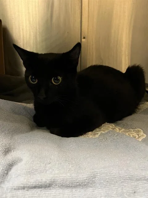 A young small-sized female Domestic Short Hair cat named Minnie for adoption in Boston, MA