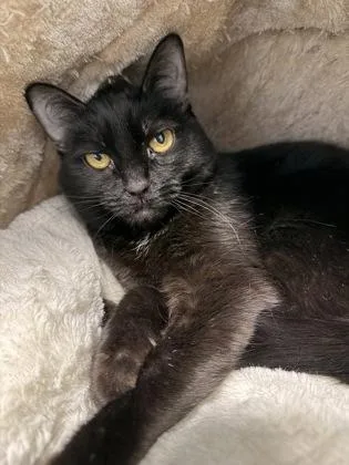 Stella Bella thumbnail 2