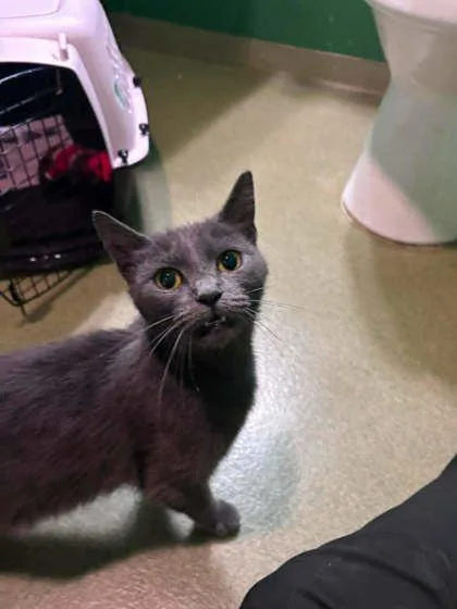A young large-sized female Gray / Blue / Silver Domestic Short Hair cat named Sunny for adoption in Annapolis, MD