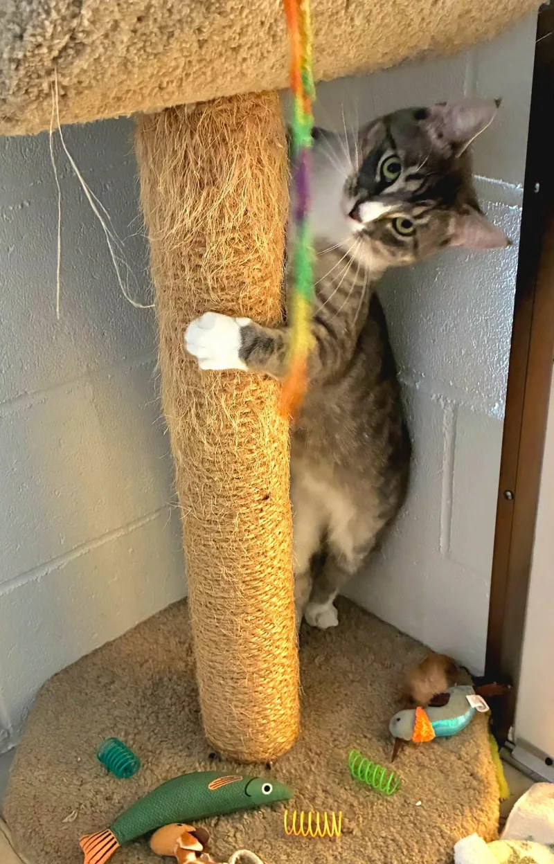 A young large-sized male Domestic Short Hair cat named Paddy for adoption in North Kingstown, RI