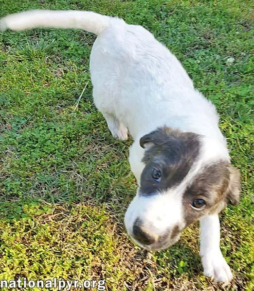 Honey In Ky  thumbnail 2