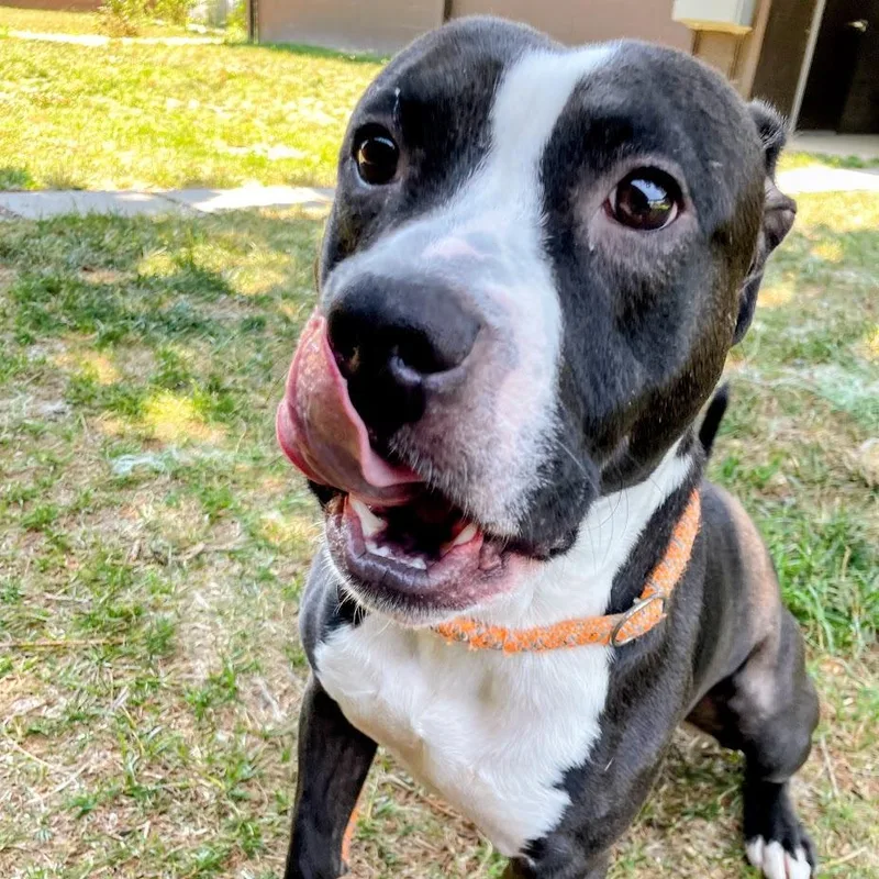 An adult medium-sized male Black Pit Bull Terrier dog named Sous Chef for adoption in Lyndhurst, VA