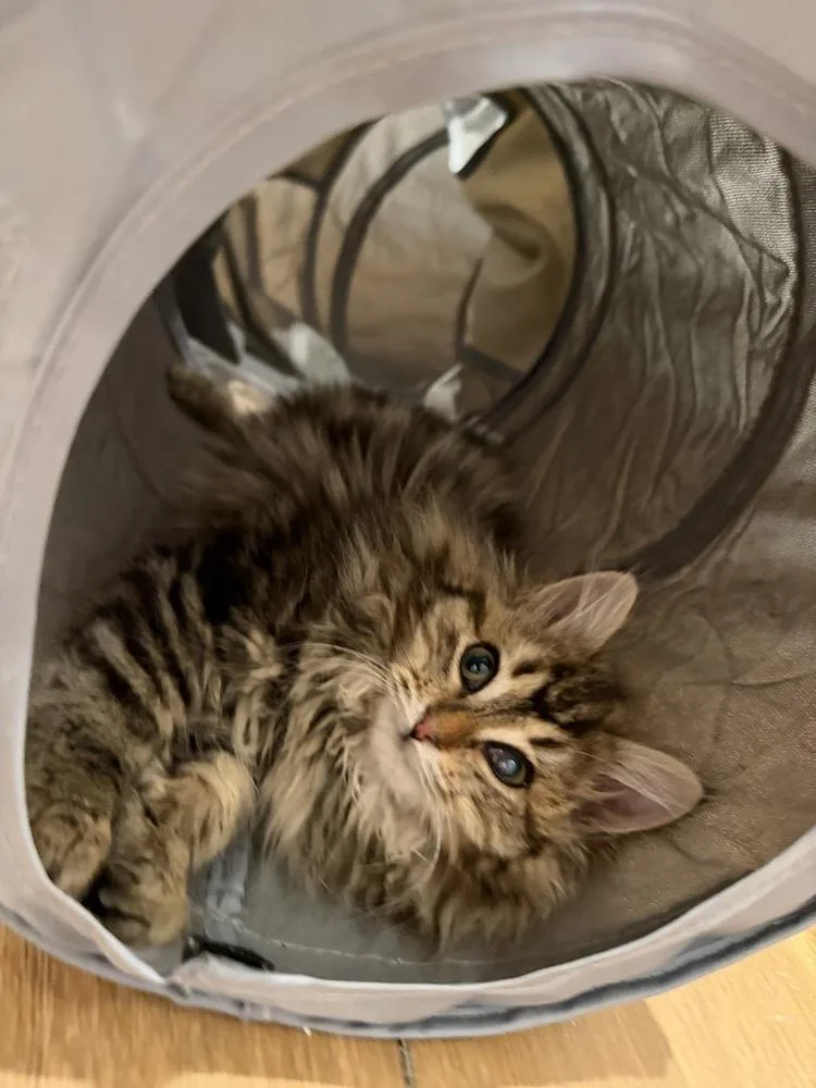 Schitt's Creek:  Moira thumbnail 2