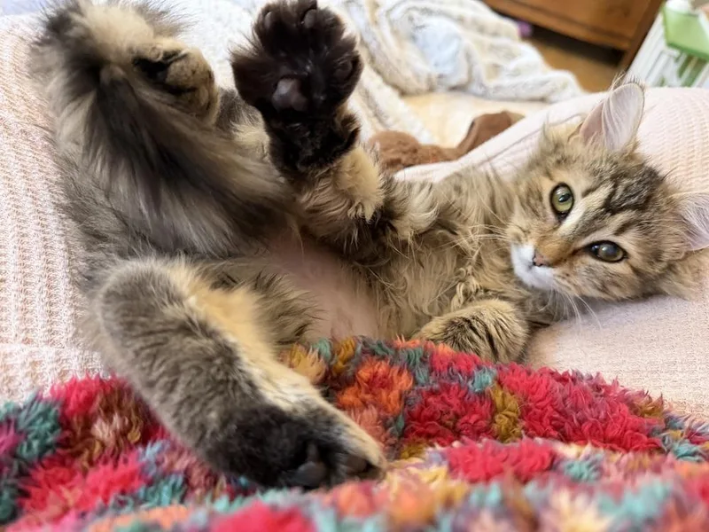 Schitt's Creek:  Moira thumbnail 6