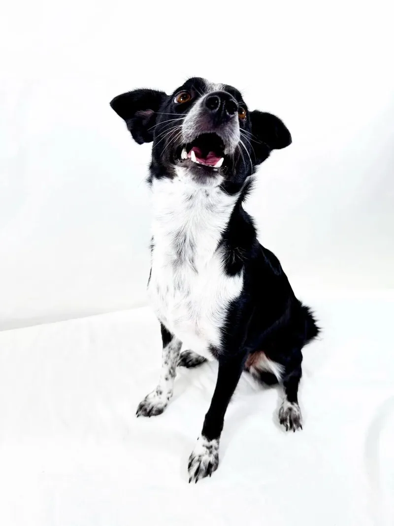 An adult small-sized female Black Australian Cattle Dog / Blue Heeler dog named Binnie for adoption in Bixby, OK