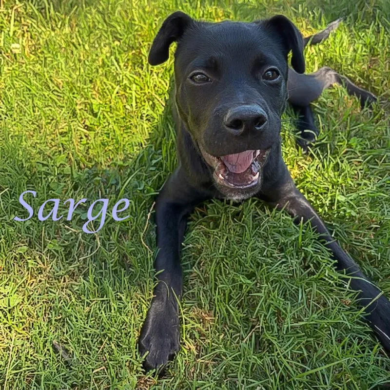 A baby small-sized male Black Mixed Breed dog named Sarge D for adoption in Lebanon, TN