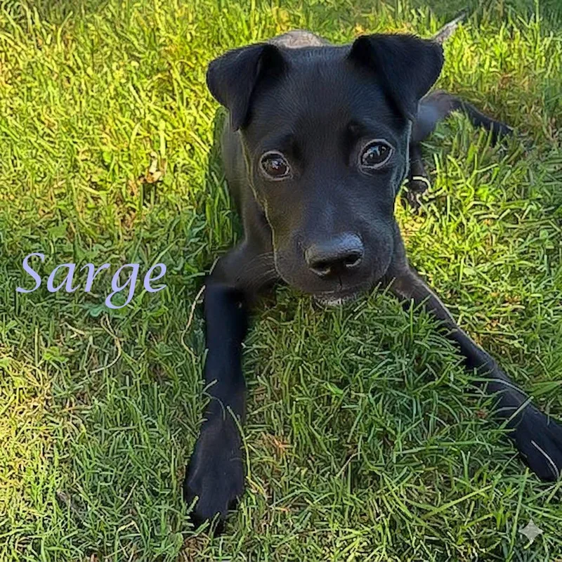 Sarge D thumbnail 2