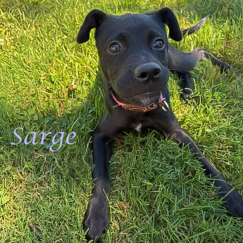 Sarge D thumbnail 4
