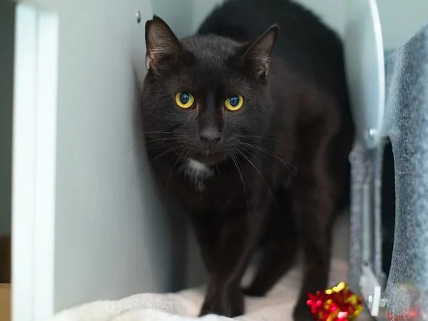An adult medium-sized male Domestic Short Hair cat named Dusk for adoption in Ridgewood, NY