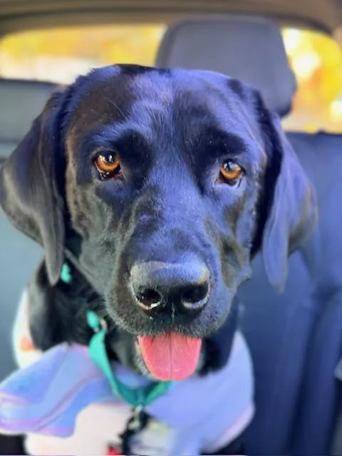 An adult large-sized female Black Labrador Retriever dog named Molly for adoption in Medina, OH