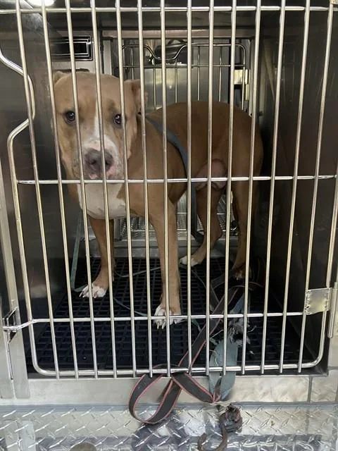An adult large-sized female Mixed Breed dog named Ivori for adoption in Dallas, TX