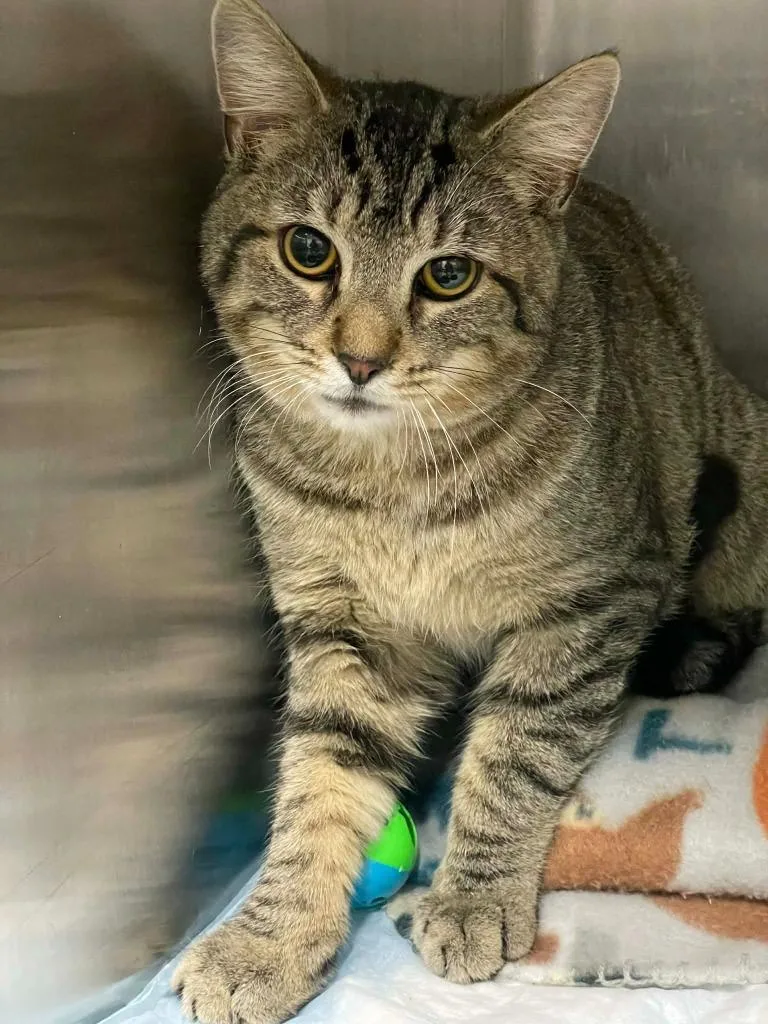 An adult medium-sized male Tabby (Brown / Chocolate) Domestic Short Hair cat named Mo for adoption in Calhoun, KY