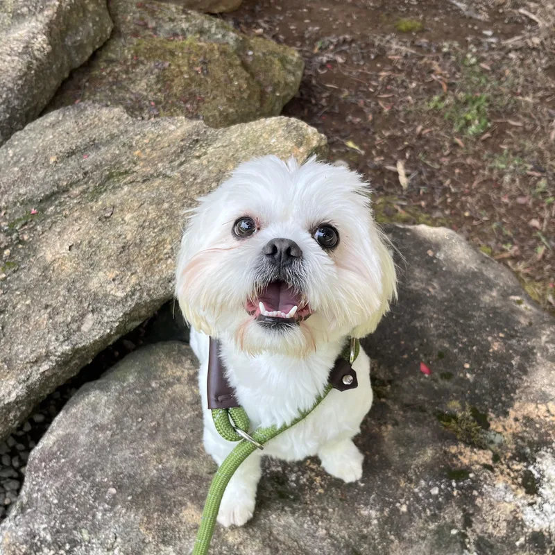 An adult small-sized male White / Cream Shih Tzu dog named Snow for adoption in Salisbury, NC